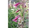 Penstemon barbatus 