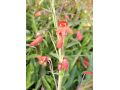 Penstemon barbatus 