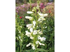 Penstemon barbatus 