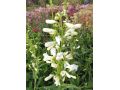 Penstemon barbatus 