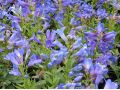 Penstemon barbatus 