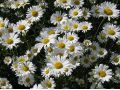 Leucanthemum vulgare 