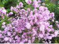 Lychnis flos - cuculi 