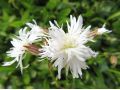 Lychnis flos - cuculi 