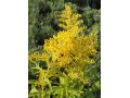 Solidago ' Golden Mosa ' - zlatobýl