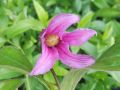 Clematis integrifolia ' Floris V ' - plamének celolistý