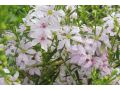 Lythrum virgatum ' Joy ' - kyprej
