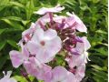Phlox paniculata ' Mother of Pearl ' - plamenka, flox