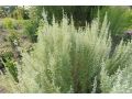 Artemisia pontica - pelyněk pontický