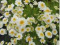 Tanacetum parthenium ' Gardenista ' - řimbaba plnokvětá