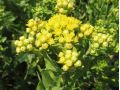 Solidago rigida ssp. humilis ' Golden Rocket ' - zlatobýl