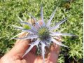 Eryngium bourgatii ' Lapis Blue ' ® - máčka