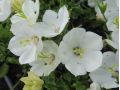 Campanula carpatica ' Mini Marwels ™ Starbright ' - zvonek karpatský