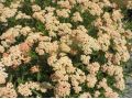 Achillea millefolium ' New Vintage Terracotta ' ® - řebříček