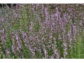 Hyssopus officinalis 
