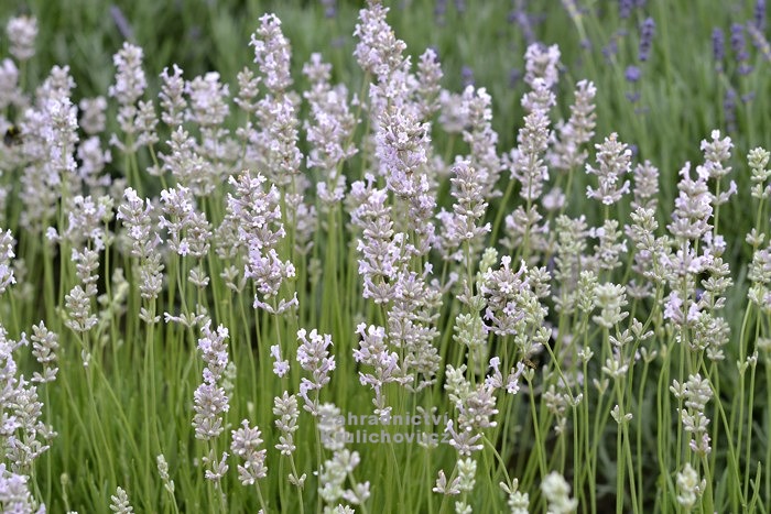 Lavandula angustifolia 