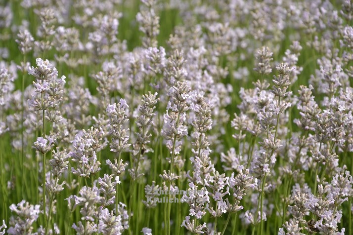 Lavandula angustifolia 