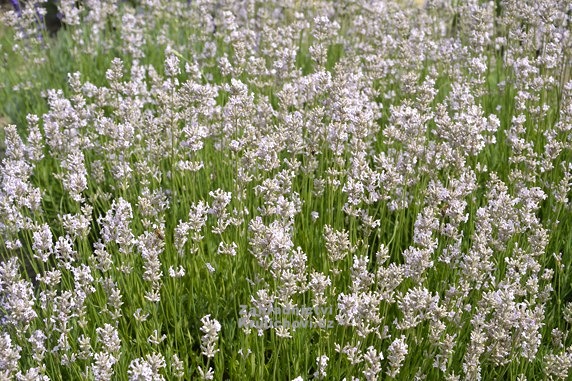 Lavandula angustifolia 