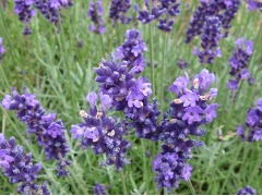 Lavandula angustifolia 