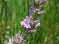 Lavandula angustifolia 