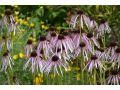 Echinacea angustifolia - třapatkovka úzkolistá