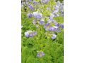 Polemonium boreale 