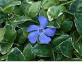 Vinca minor 