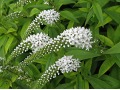 Lysimachia clethroides - vrbina sehnutá