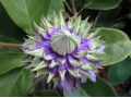 Clematis 