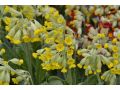 Primula veris ( officinalis ) - prvosenka jarní, petrklíč