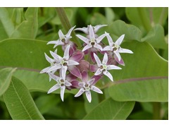 Asclepias speciosa - klejicha značka pole P25