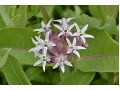 Asclepias speciosa - klejicha