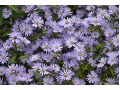 Aster cordifolius x novi-belgii 