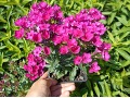 Phlox paniculata 