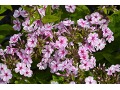 Phlox paniculata 
