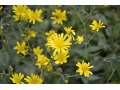 Hieracium maculatum 