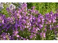 Phlox maculata 