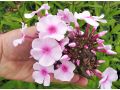 Phlox paniculata 