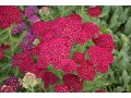 Achillea millefolium Tutti Frutti 