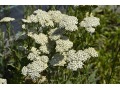 Achillea filipendulina 