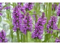 Stachys ( Betonica) officinalis 