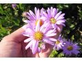 Aster amellus 