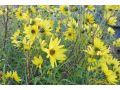 Helianthus salicifolius var. orgyalis - slunečnice vrbolistá