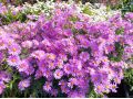 Aster dumosus 