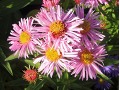 Aster novae - angliae 