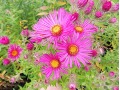 Aster novae - angliae 