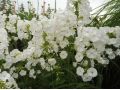 Phlox maculata 
