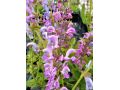 Salvia pratensis Fashionista® 