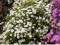 Aster dumosus 