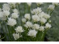 Allium schoenoprasum 